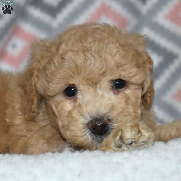 Petey, Bich-Poo Puppy